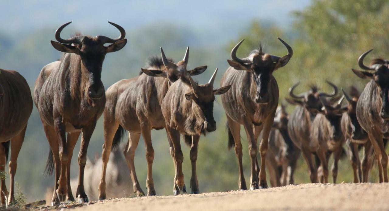 Parsons Hilltop Safari Camp بالول جيم ريسيرف المظهر الخارجي الصورة